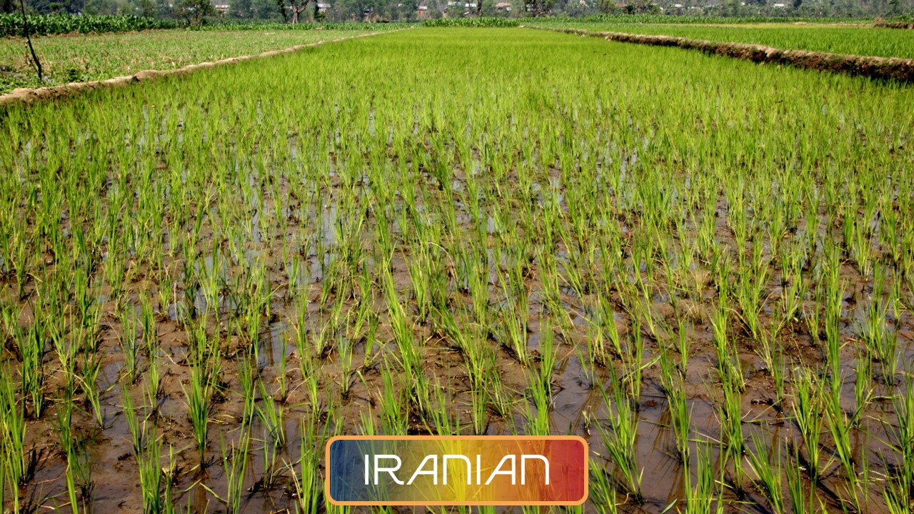 بزرگترین مزارع برنج رومانی در اختیار گروه صنایع آفریقا!