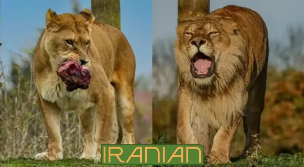 شیرهای رومانی
