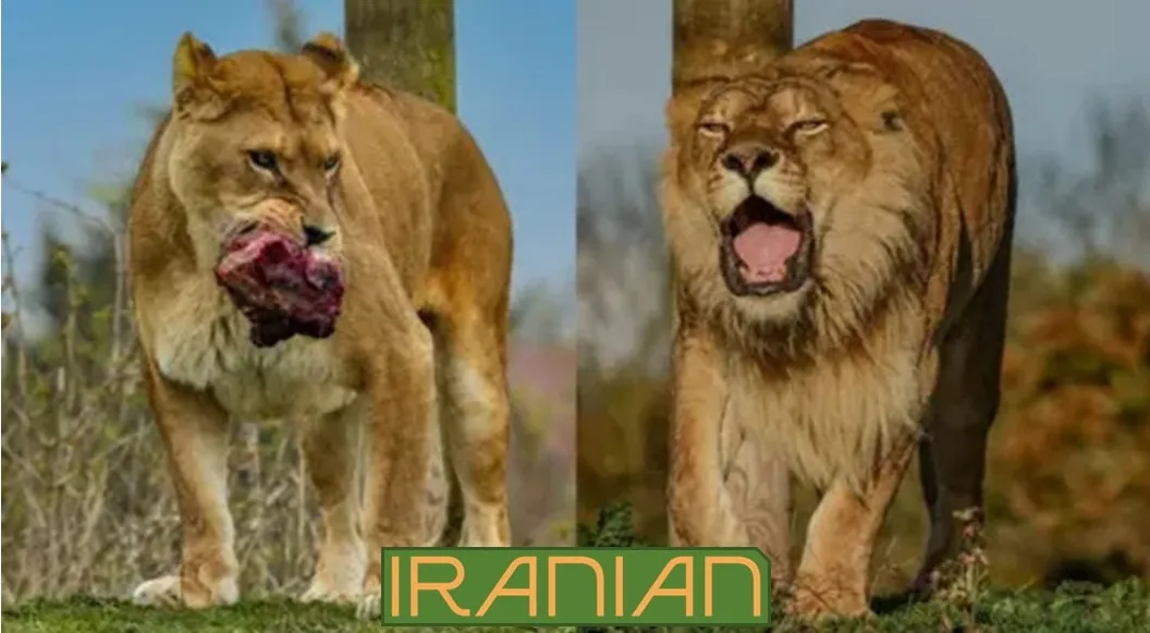 شیرهای رومانی